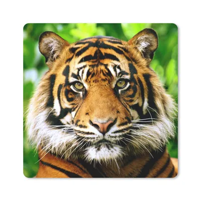 Produktbild von MuchoWow® Mauspad Mousepad Tiger - Kopf - Wald 20x20 cm - Mousepads - Maus Mat - Pad - Mausunterlage - Desk Mat - Bureauartikeln