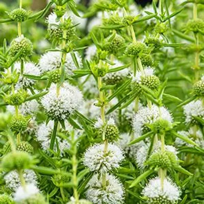 Productafbeelding van Moerings Preslia Cervina Alba | Engelse Watermunt | In 9CM pot