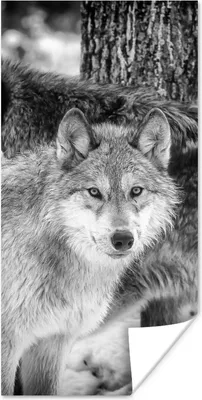 Produktbild von MuchoWow® Poster Wolf in Schwarz und Weiß 20x40 cm - Plakat - Foto