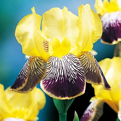 Image de Iris Germanica Bródkowy Nibelungen 1 pièce Iris plants Iris Iris