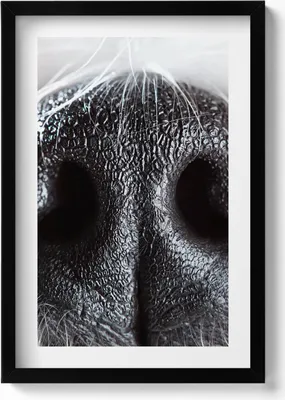 Produktbild von Nahaufnahme einer Tiernase– Wandbild mit Rahmen – Gerahmtes Bild  – Wanddekoration – 40x60 cm –  Schwarz