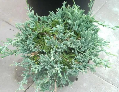 Produktbild von Blauer Teppichwacholder Wiltonii - Juniperus horizontalis - 20-25cm