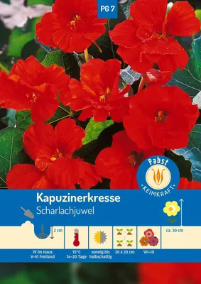 Artikelbild 1 von 'Kapuzinerkresse Scharlachjuwel' aus der Kategorie Kapuzinerkressesamen