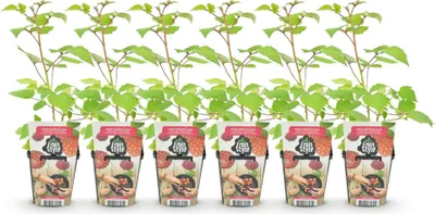 Image de Green boutiQ - Fruitplanten - Japanse Wijnbes - Rubus Phoenicolasius - Winterhard - 6 Planten - Pot 9 cm - Rode Bes