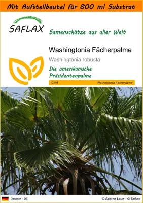 Produktbild von SAFLAX - Garden in the Bag - Washingtonia Fächerpalme - 12 Samen - Mit Anzuchtsubstrat im praktischen, selbst aufstellenden Beutel - Washingtonia robusta