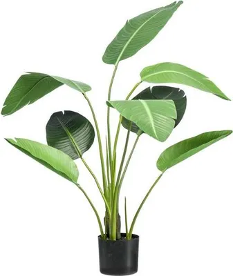 Produktbild von Strelitzia nicolai Paradiesvogelblume Kunstpflanze Zimmerpflanze 120cm dekorativ