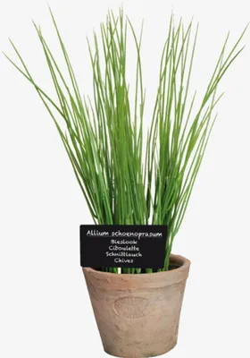 Produktbild von Esschert Design Kunst-Schnittlauch in AT Topf L; AH006