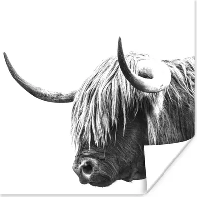 Produktbild von MuchoWow® Poster Schottischer Highlander - Horn - Schwarz - Weiß 50x50 cm - Wohnzimmerdekoration