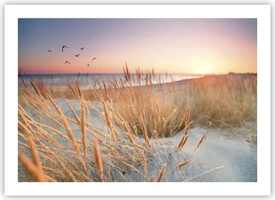 Produktbild von Poster - Poster ohne Rahmen - Sonne Vögel Sand - 70x50 cm - Wand Bild - Wanddeko - Wandbilder - Kunstposter - Wandposter - Bilder - Kunstdruck - Wanddekoration - Wandbild - P2XAA70x50-4810