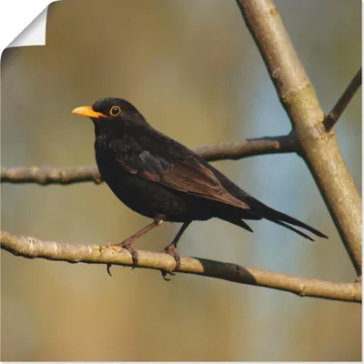 Produktbild von ARTland Poster Amsel Größe: 40x40 cm