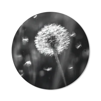 Produktbild von MuchoWow® Mauspad Mousepad Löwenzahn - Schwarz - Weiß - Pflanze 40x40 cm - Mousepads - Maus Mat - Pad - Mausunterlage - Schreibtisch Accessoires