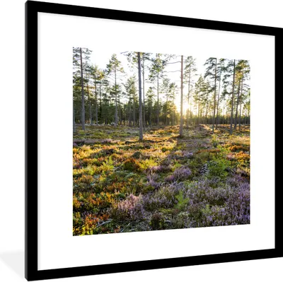 Produktbild von MuchoWow® Gerahmtes Poster Bäume in einer Heidelandschaft 40x40 cm - Poster mit Schwarzem Bilderrahmen Wandposter Rahmen Foto Bilder - Poster - Plakat im Rahmen