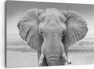 Produktbild von Bild auf Leinwand - Leinwandbild - 3 Teile - Elefant Afrika Tier - 165x110cm - Wand Bild - Wanddeko - Wandbilder - Leinwanddruck - Bilder - Wanddekoration - Leinwand bilder - Wandbild - CE165x110-5072