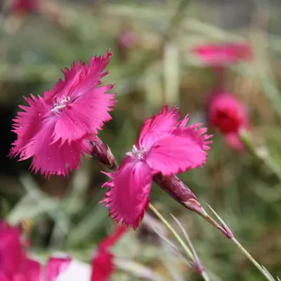 Obrázek produktu pro 6 x hvozdík bílý - Dianthus gratianopolitanus | květináč 9cm x 9cm