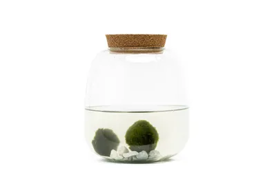 Obrázek produktu pro Gardners Skleněná dóza MOLINIA s korkovým špuntem 20x19 cm a 2 řasokoule