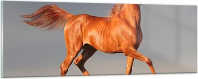 Produktbild von Bilder auf glas - Tiere Pferd Galopp Geschwindigkeit - 90x30cm - Glasbilder - Wandbilder - Kunstdruck - zum Aufhängen bereit - Wanddekoration aus Glas - Glas Bilder - Wandbild auf Glas - GAB90x30-2590