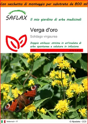Immagine prodotto di SAFLAX Garden in the bag - Verga d'oro  - 100 semi - Solidago