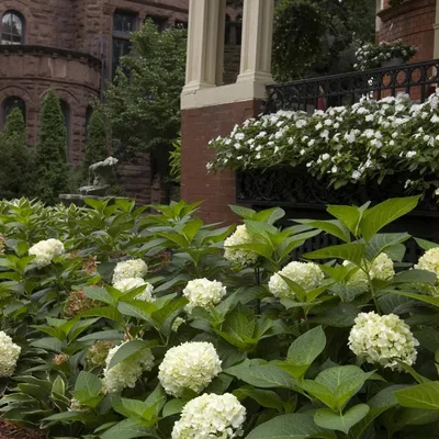 Produktbild von Green boutiQ - Gartenpflanze - Hydrangea Endless Summer The Bride - Hortensie - Winterhart - Weiß - 8 Pflanzen - Topf 14cm - Höhe 20-25cm