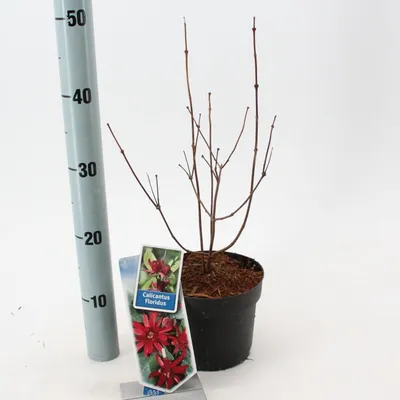 Produktbild von Calycanthus floridus - Echter Gewürzstrauch (Nelkenpfeffer) | 25-30 cm im Topf