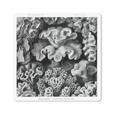 Produktbild von MuchoWow® Mauspad Mousepad Kunst - Koralle - Ernst Haeckel - Alte Meister - Natur 20x20 cm - Mousepads - Maus Mat - Pad - Mausunterlage - Desk Mat - Bureauartikeln