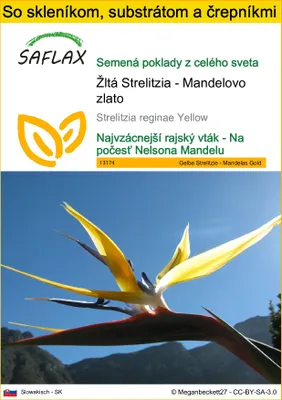 Obrázok produktu pre SAFLAX Kultivačný set - Žltá Strelitzia - Mandelovo zlato - Strelitzia reginae Yellow - 4 Semená - S mini skleníkom, pestovateľským substrátom a 2 črepníkmi