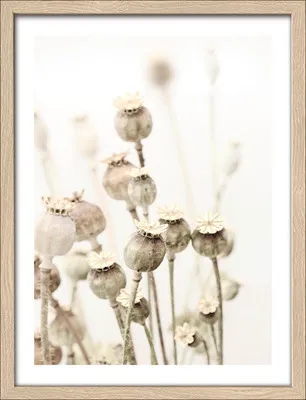 Produktbild von Gerahmtes Bild Dried Poppies 33x43 cm