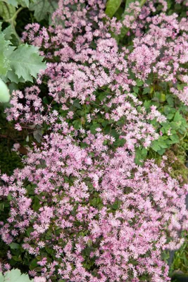 Produktbild von Thalictrum kiusianum, Wiesenraute, zartrosa, ca. 9x9 cm Topf