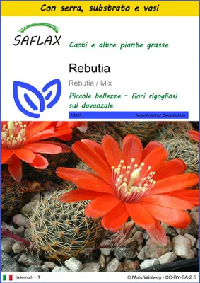 Immagine prodotto di SAFLAX Insieme di coltivazione - Rebutia  - 40 semi - Rebutia
