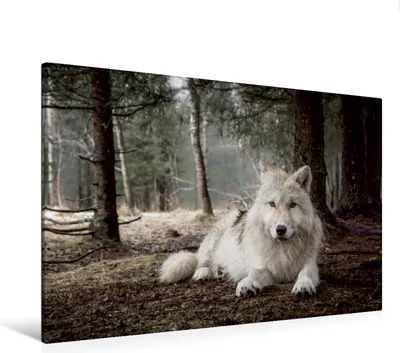 Produktbild von Calvendo Textil-Leinwand 120 cm x 80 cm quer weißer Wolf, Camel Arnaud; 7446705