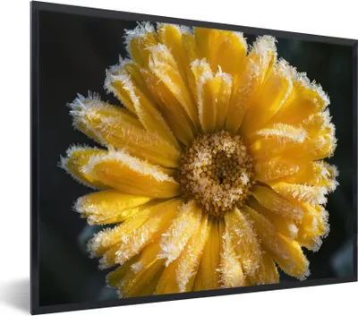 Produktbild von MuchoWow® MuchoWow® Gerahmtes Poster Gefroren - Gelb - Blume 80x60 cm - Poster mit zchwarzem Bilderrahmen - Schwarzem - Mit Gestell
