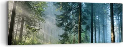 Produktbild von Bild auf Leinwand - Leinwandbild - Einteilig - Wald Dämmerung die Sonne - 90x30cm - Wand Bild - Wanddeko - Wandbilder - Leinwanddruck - Bilder - Wanddekoration - Leinwand bilder - AB90x30-4398