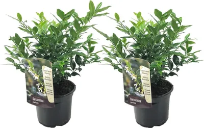 Zdjęcie produktu dla Sarkokokka - 2 szt - Sarcococca 'Confusa' - Wysokość 30-40cm - ⌀17cm