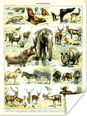 Produktbild von MuchoWow® Poster Tiere - Elefanten - Hirsche 90x120 cm - Wohnzimmer