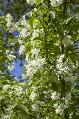 Produktbild von Staphylea colchica, Kolchische Pimpernuss, 60–80 cm