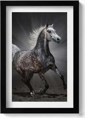 Produktbild von Galoppierendes Pferd– Wandbild mit Rahmen – Gerahmtes Bild  – Wanddekoration – 20x30 cm – Schwarz