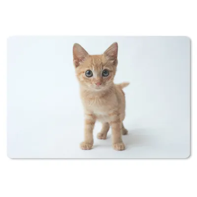 Produktbild von MuchoWow® Mauspad Mousepad Nahaufnahme eines Kätzchens vor einem weißen Hintergrund 27x18 cm - Mousepads - Maus Mat - Pad - Mausunterlage - Büroartikel - Desk Matten
