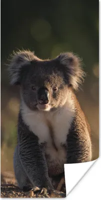 Produktbild von MuchoWow® Poster Koala - Sonne - Tier - Kinder - Jungen - Mädchen 75x150 cm - Dekoration für die Wände