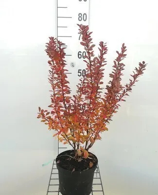 Zdjęcie produktu dla Berberis thunb. 'Red Rocket' - Berberitze 25- 30 cm Pojemnik