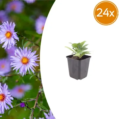 Produktbild von Aster frikartii 'Monch' | 24 Stück - 10-25cm - Ø9cm - Gartenpflanze
