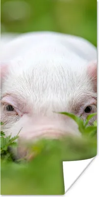 Produktbild von MuchoWow® Poster Schwein - Tiere - Groß 20x40 cm - Plakat - Foto