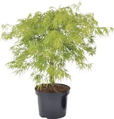 Produktbild von Japanischer Schlitzahorn FloraSelf Acer palmatum dissectum 'Viridis' H 40 cm Co 4,5 L