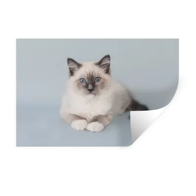 Produktbild von MuchoWow® Wandtattoo Wandsticker Wandaufkleber Katze - Ragdoll Katze - Blau - Mädchen - Kinder - Jungen - Kind 60x40 cm Selbstklebend und Repositionierbar - Wierderverwendbar - Selbstklebend