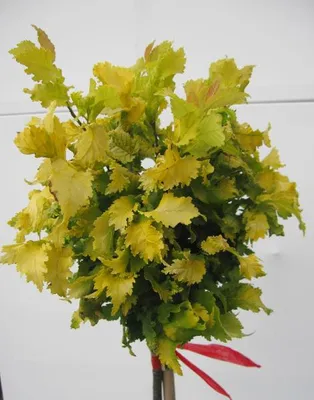 Produktbild von Hochstamm Goldulme Wredei - Ulmus holladica - Stamm 80cm + Krone