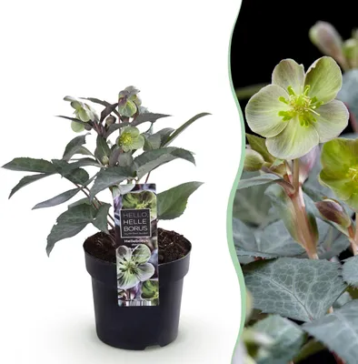 Image de Rose de Carême Helleborus sternii Silver Dollar - Fleur verte -1 Plante - Feuillage persistant - 25-35cm - Ø14cm - Plante de jardin