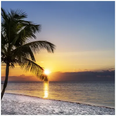 Produktbild von Wallario Möbeldesign / Aufkleber, geeignet für Ikea Lack Tisch - Palme am Strand - Sonnenuntergang über dem Meer in 55 x 55 cm