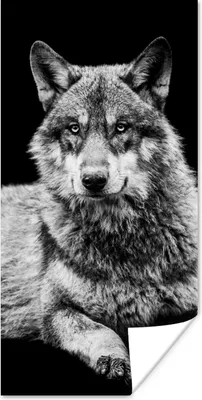 Produktbild von MuchoWow® Poster Wildlife - Wolf - Schwarz - Weiß 20x40 cm - Plakat - Foto
