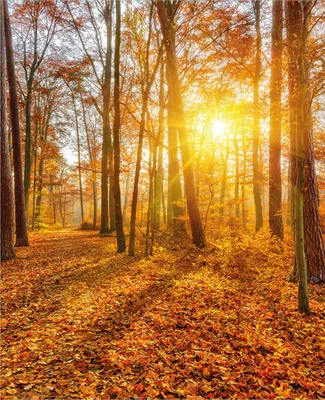 Produktbild von Wallario Magnet für Kühlschrank / Geschirrspüler, magnetisch haftende Folie - 60 x 80 cm, Motiv: Sonnenuntergang im herbstlichen Wald