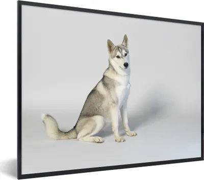 Produktbild von MuchoWow® Gerahmtes Poster Husky vor weißem Hintergrund 80x60 cm - Poster mit Schwarzem Bilderrahmen Wandposter Rahmen Foto Bilder - Schwarzem - Mit Gestell