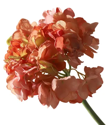 Produktbild von Realistisch wirkende künstliche Hortensienblüten, große, naturgetreue Seidenblumen mit Stiel, ideal für Blumenarrangements zu Hause, auf Partys oder als Tischdekoration für Hochzeiten.