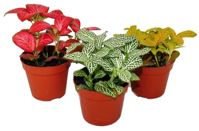 Produktbild von Set mit 3 verschiedenfarbige Fittonia -Pflanze, Silbernetzblatt, Mosaikpflanze, 9cm Topf